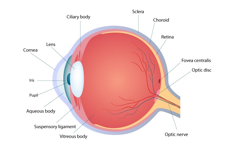 eye model labeled fovea centralis